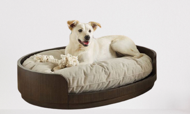 The significance of an awesome canine bed