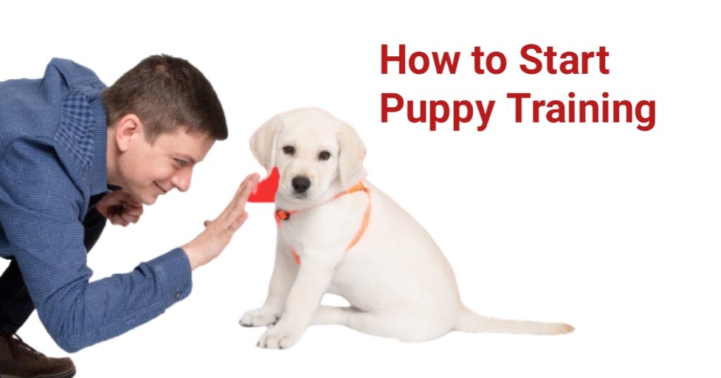 How to Start Puppy Training