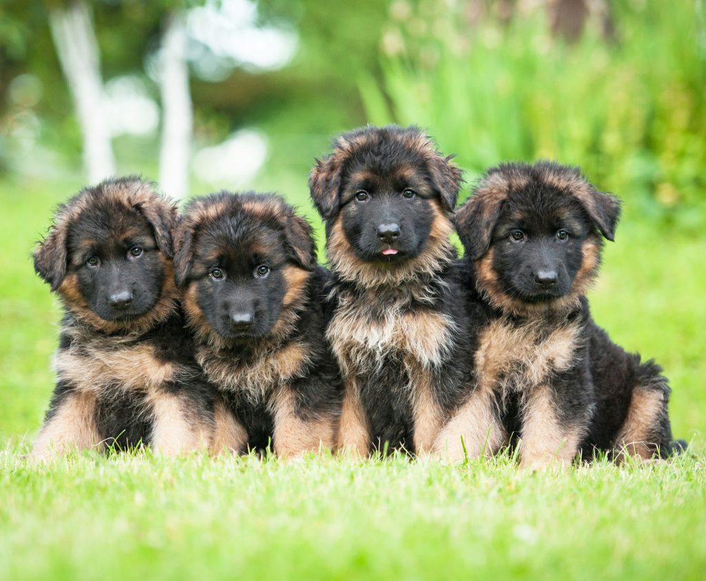 Important Things to Know Before Buying a German Shepherd Puppy