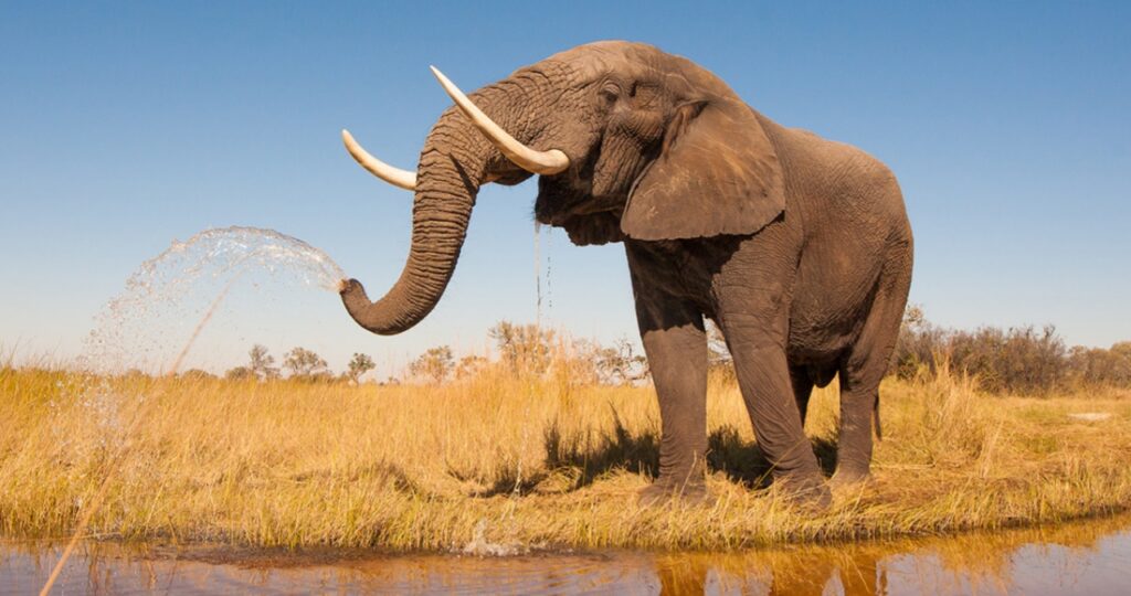 Fun Facts About Elephants
