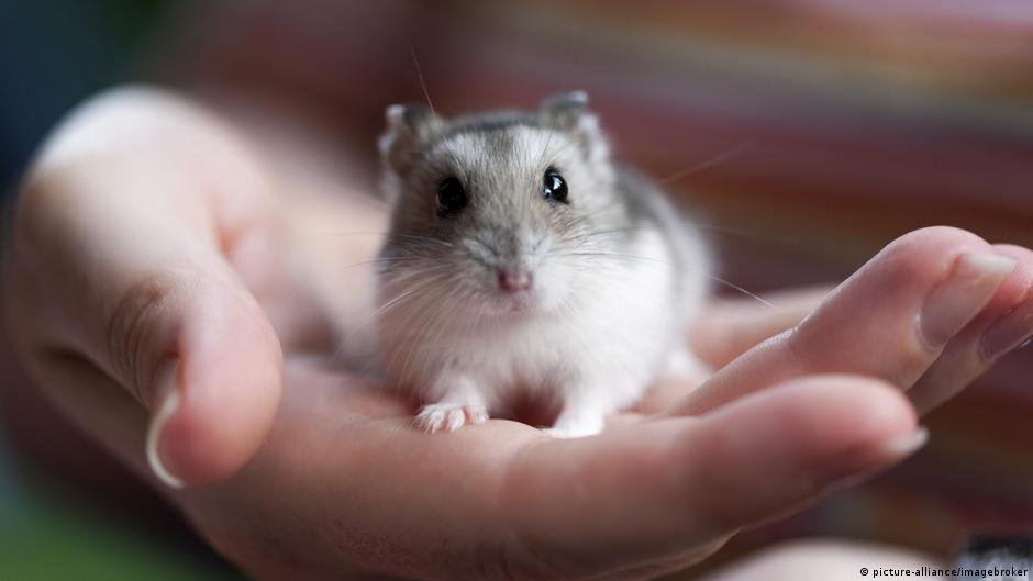 What You Should Know About Hamsters
